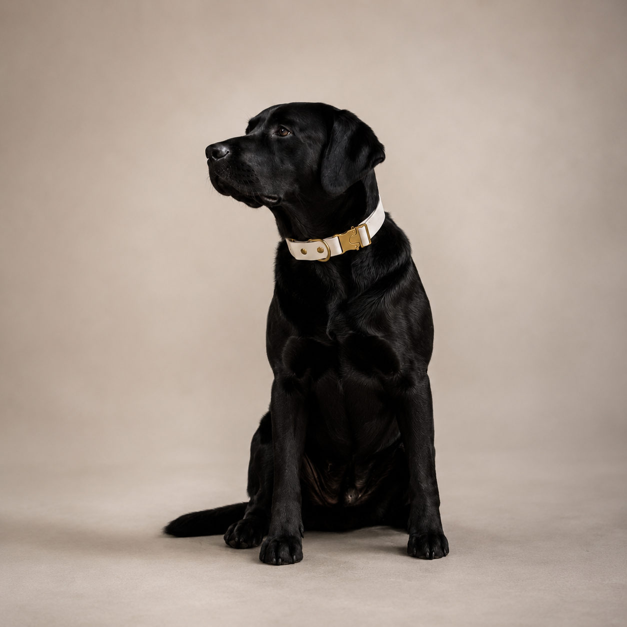Signature Brass Collar + Lead Set
