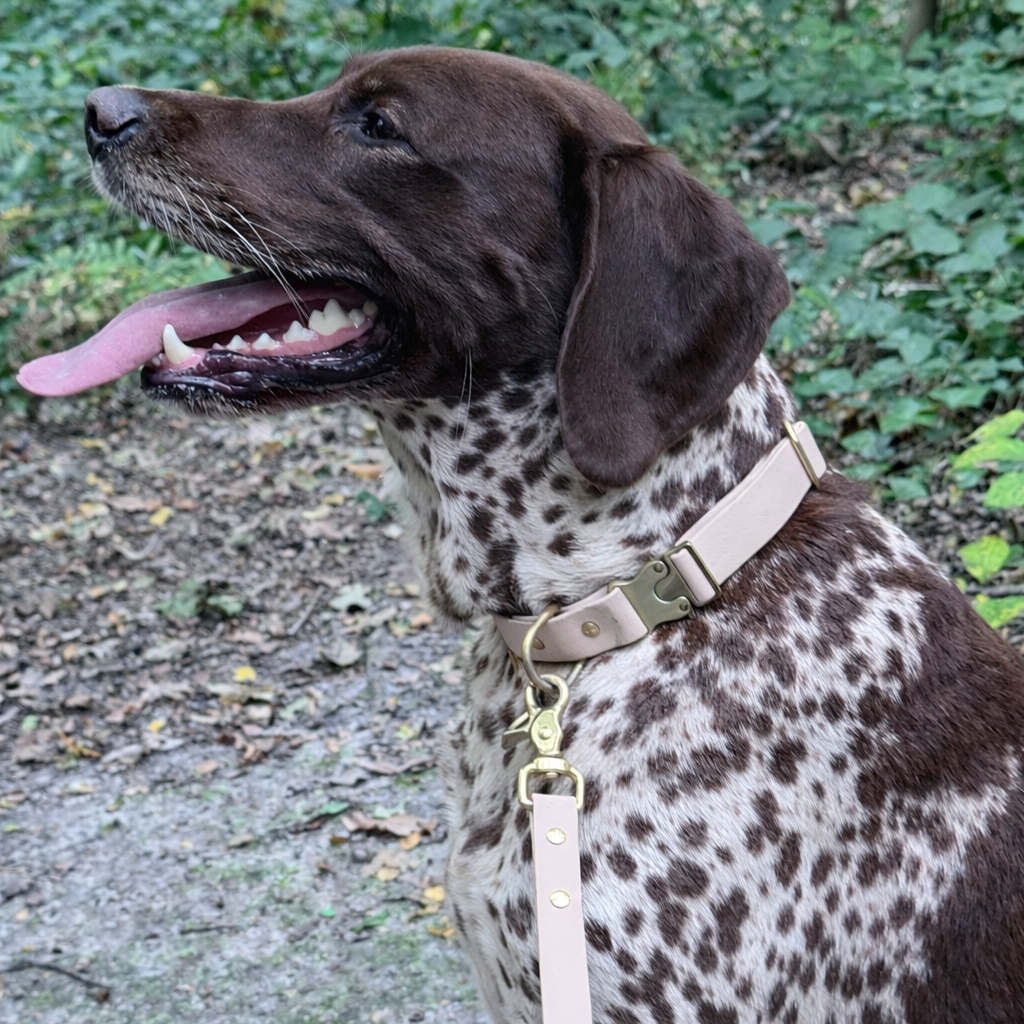 The signature collar - Forest Green