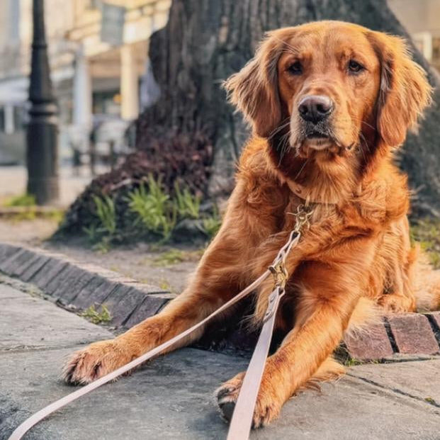 The Adjustable Multi-Way Dog Lead - Blush Stone